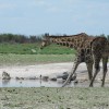 Namibie 2012-2820